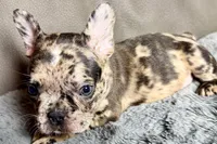 Heaven, a female French Bulldog for sale in Bristol, IN – 10 of 10