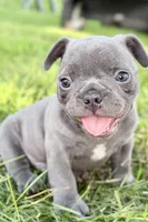 Duke, a male French Bulldog for sale in Bristol, IN – 2 of 10