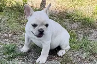 Skye, a female French Bulldog for sale in Bristol, IN – 7 of 10