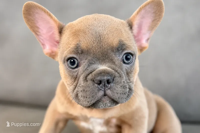 Dash – French Bulldog puppy on hold in Bristol, IN