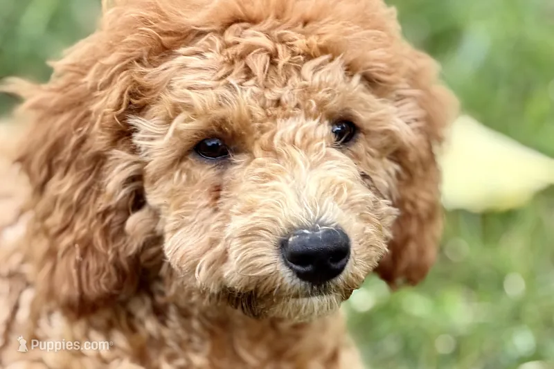 Whisper – Goldendoodle puppy for sale in Bristol, IN