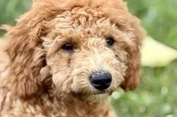 Whisper, a female Goldendoodle for sale in Bristol, IN – 1 of 9