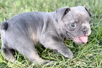 Duke, a male French Bulldog for sale in Bristol, IN – 7 of 10