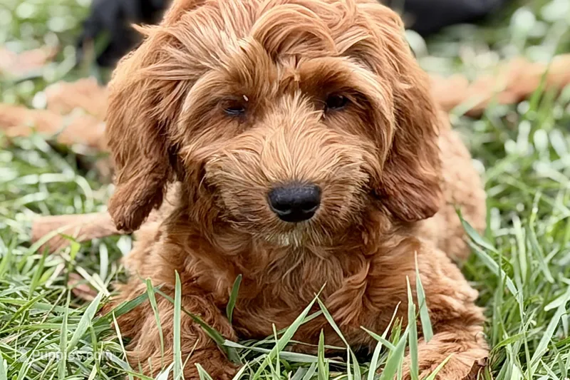 Waldo – Goldendoodle puppy for sale in Bristol, IN