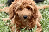 Waldo, a male Goldendoodle for sale in Bristol, IN – 1 of 9