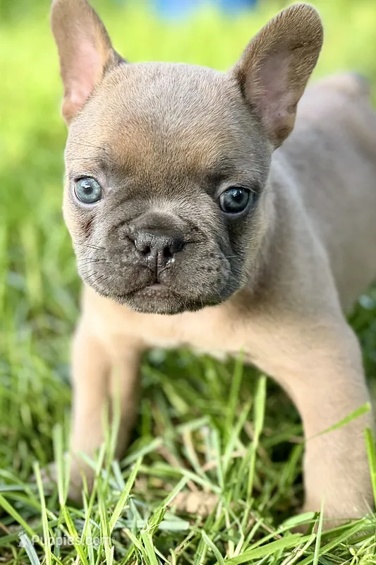 Dash – French Bulldog puppy for sale in Bristol, IN