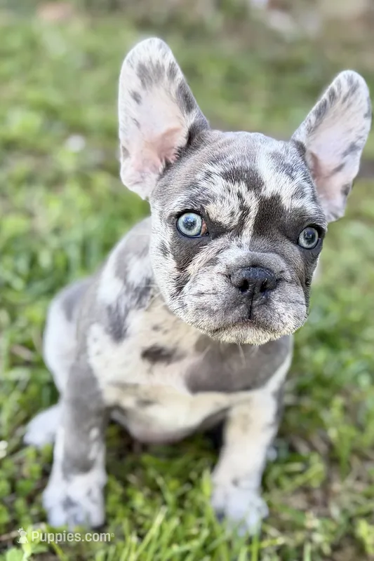 Beauty – French Bulldog, Pug puppy for sale in Bristol, IN