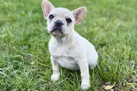 Skye, a female French Bulldog for sale in Bristol, IN – 4 of 10