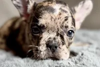 Heaven, a female French Bulldog for sale in Bristol, IN – 4 of 10