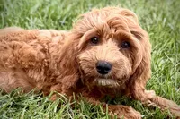 Waldo, a male Goldendoodle for sale in Bristol, IN – 3 of 9