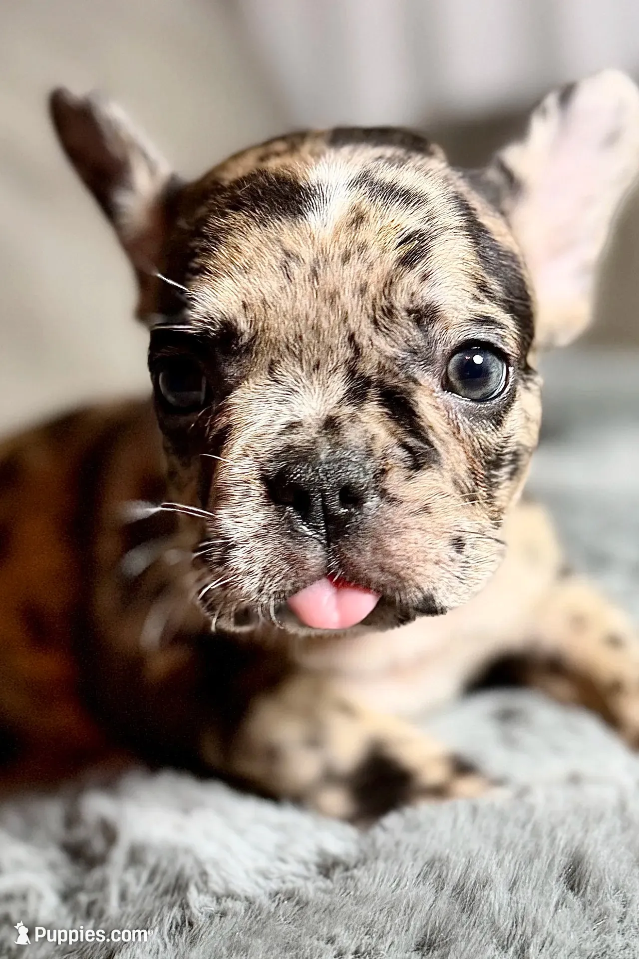 Heaven, a female French Bulldog for sale in Bristol, IN – 1 of 10