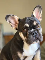 Marshall , a male French Bulldog for sale in Bristol, IN – 4 of 9