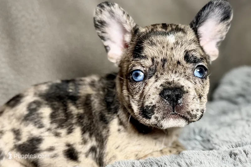 Hudson  – French Bulldog puppy for sale in Bristol, IN