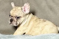 Hank, a male French Bulldog for sale in Bristol, IN – 2 of 9