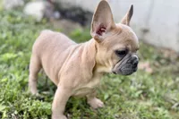 Coral, a female French Bulldog for sale in Bristol, IN – 10 of 10