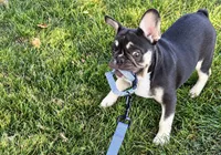 Marshall , a male French Bulldog for sale in Bristol, IN – 8 of 9