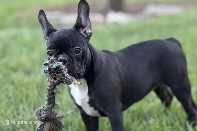 Queenie – Frenchton puppy for sale in Bristol, IN