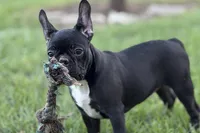 Queenie, a female Frenchton for sale in Bristol, IN – 1 of 9