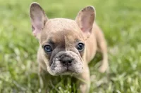 Chloe , a female French Bulldog for sale in Bristol, IN – Photo 5 of 10