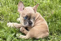 Chloe , a female French Bulldog for sale in Bristol, IN – Photo 4 of 10