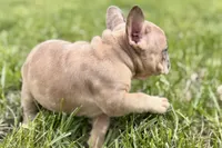 Chloe , a female French Bulldog for sale in Bristol, IN – Photo 9 of 10