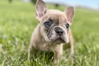 Chloe , a female French Bulldog for sale in Bristol, IN – Photo 1 of 10