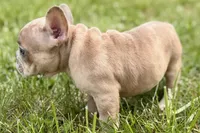 Chloe , a female French Bulldog for sale in Bristol, IN – Photo 10 of 10
