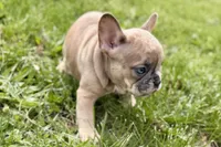Chloe , a female French Bulldog for sale in Bristol, IN – Photo 8 of 10