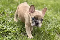 Chloe , a female French Bulldog for sale in Bristol, IN – Photo 6 of 10