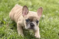 Chloe , a female French Bulldog for sale in Bristol, IN – Photo 3 of 10