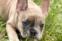 Chloe , a female French Bulldog for sale in Bristol, IN – Photo 2 of 10