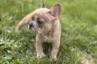 Chloe , a female French Bulldog for sale in Bristol, IN – Photo 7 of 10