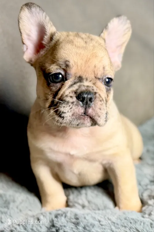 Hank – French Bulldog puppy for sale in Bristol, IN
