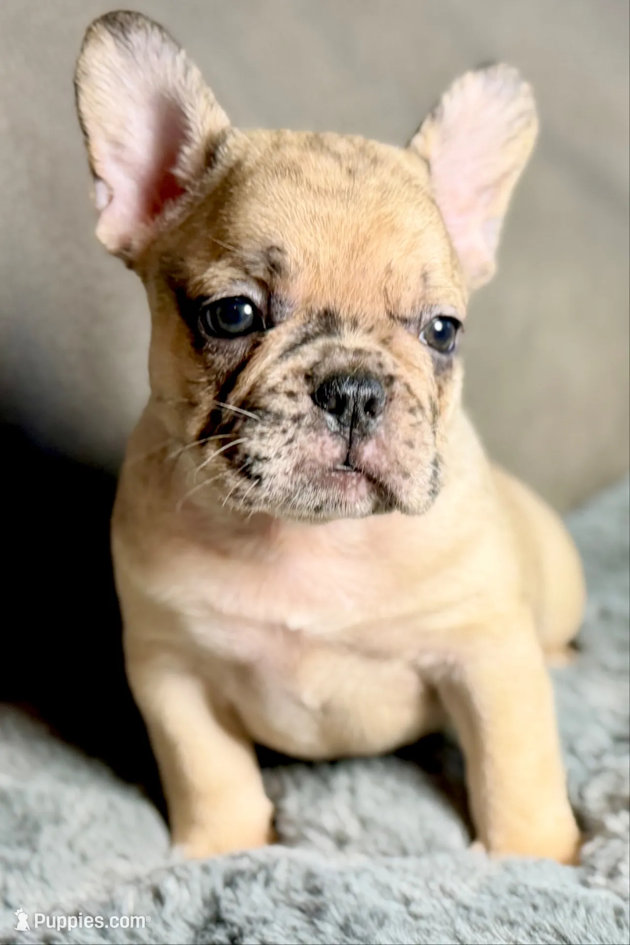 Hank, a male French Bulldog for sale in Bristol, IN – 1 of 9