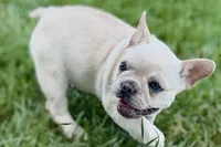 Skye, a female French Bulldog for sale in Bristol, IN – 4 of 10