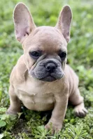 Coral, a female French Bulldog for sale in Bristol, IN – 3 of 10