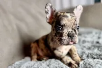 Heaven, a female French Bulldog for sale in Bristol, IN – 7 of 10