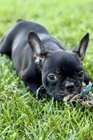 Quincy, a male Frenchton for sale in Bristol, IN – 4 of 9