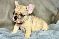 Hank, a male French Bulldog for sale in Bristol, IN – 4 of 9