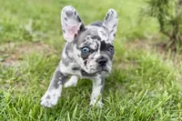 Beauty, a female French Bulldog and Pug for sale in Bristol, IN – Photo 10 of 10