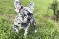 Beauty, a female French Bulldog and Pug for sale in Bristol, IN – Photo 9 of 10