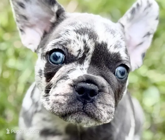 Beauty – French Bulldog, Pug puppy for sale in Bristol, IN