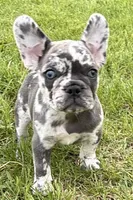 Beauty, a female French Bulldog and Pug for sale in Bristol, IN – Photo 2 of 10