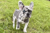 Beauty, a female French Bulldog and Pug for sale in Bristol, IN – Photo 3 of 10