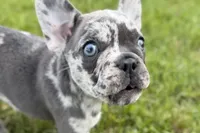 Beauty, a female French Bulldog and Pug for sale in Bristol, IN – Photo 4 of 10