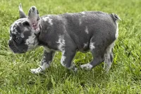 Beauty, a female French Bulldog and Pug for sale in Bristol, IN – Photo 7 of 10