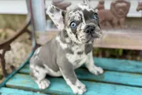 Beauty, a female French Bulldog and Pug for sale in Bristol, IN – Photo 8 of 10