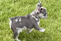 Beauty, a female French Bulldog and Pug for sale in Bristol, IN – Photo 6 of 10
