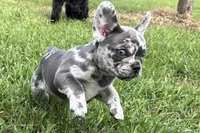 Beauty, a female French Bulldog and Pug for sale in Bristol, IN – Photo 5 of 10