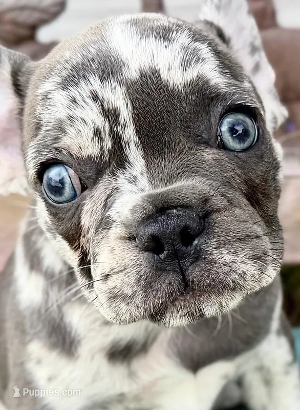 Beauty – French Bulldog, Pug puppy for sale in Bristol, IN